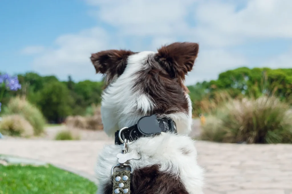 Wearable Tech Design Petpace